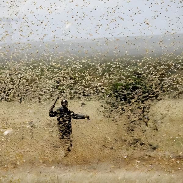 Locust Vs Cicada: Similarities And Differences 2004 West African locust plague