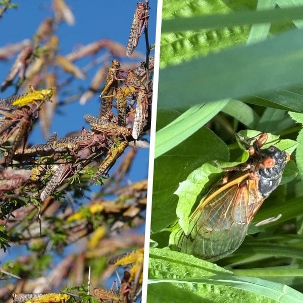 Locust Vs Cicada: Similarities And Differences Behavioral Patterns