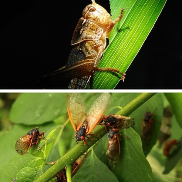 Locust Vs Cicada: Similarities And Differences Feeding Habits