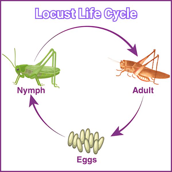 Locust Vs Cicada: Similarities And Differences Life Cycle and Development of Locust