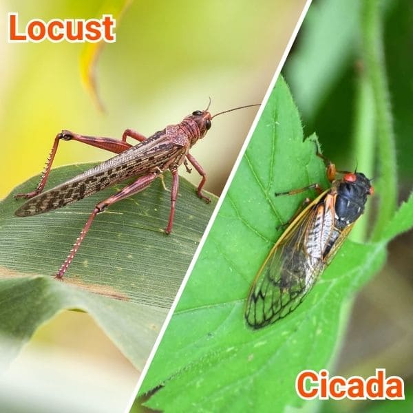 Locust Vs Cicada: Similarities And Differences Locust vs Cicada