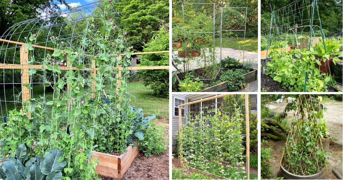 The Best Ideas of DIY Pea Trellis