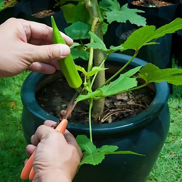 Full Guide on Growing Okra In Containers Harvest