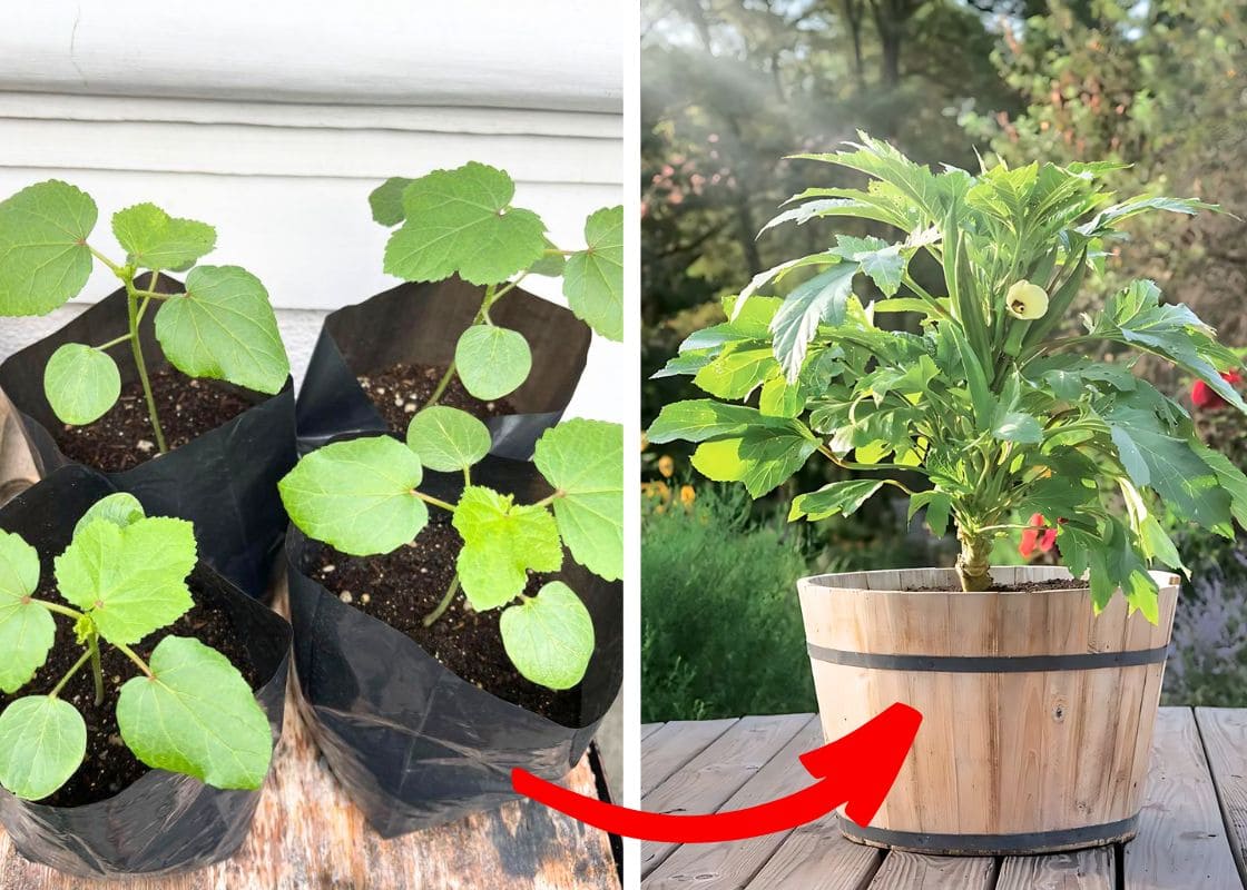 Full Guide on Growing Okra In Containers