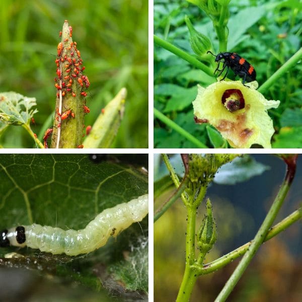 Full Guide on Growing Okra In Containers Pests