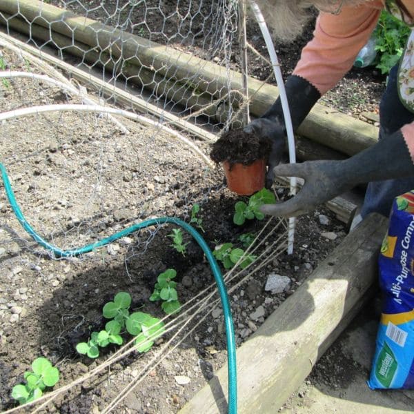 The Best Ideas of DIY Pea Trellis Proper Watering And Fertilizing