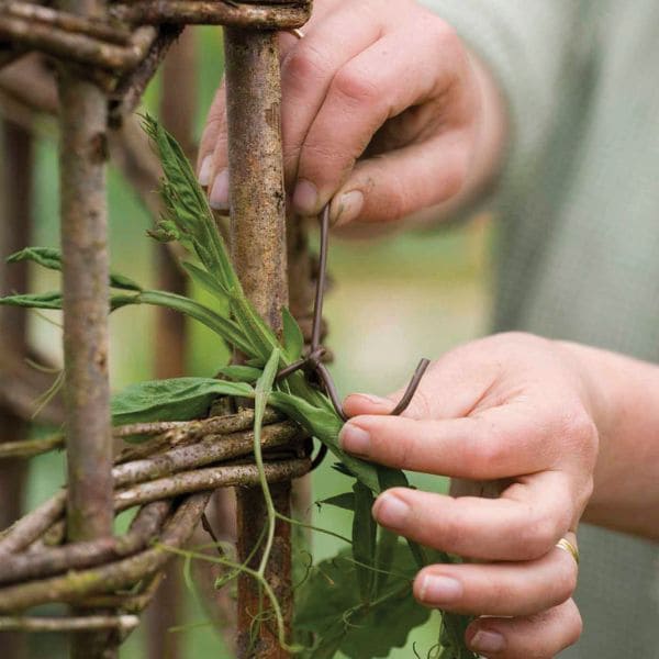 The Best Ideas of DIY Pea Trellis Pruning And Training