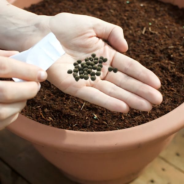 Full Guide on Growing Okra In Containers Sowing Okra Seeds
