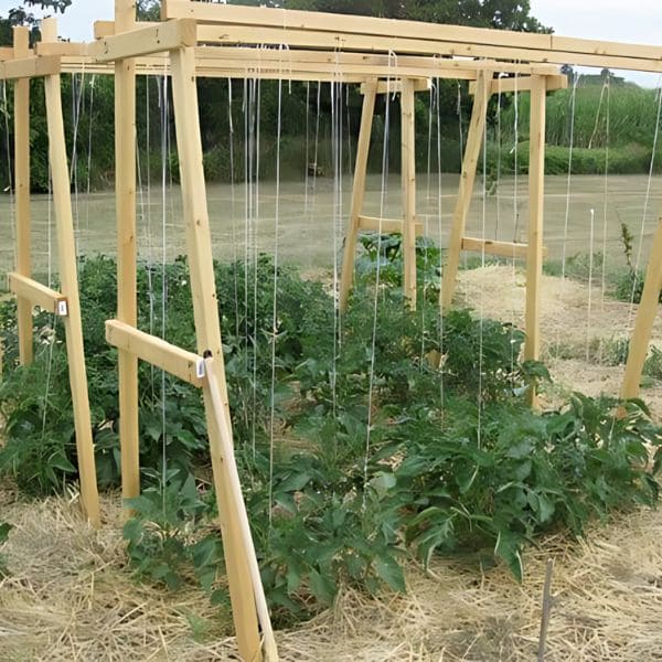 The Best Ideas of DIY Pea Trellis String Trellis