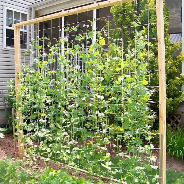 The Best Ideas of DIY Pea Trellis Vertical Garden Trellis