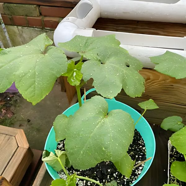 Full Guide on Growing Okra In Containers Water