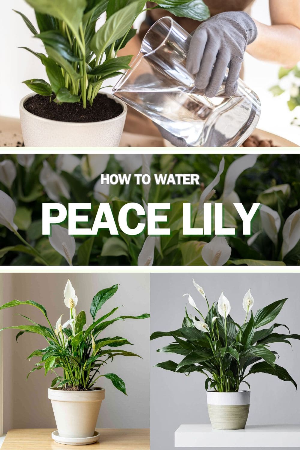 How to Water Peace Lily In The Right Way