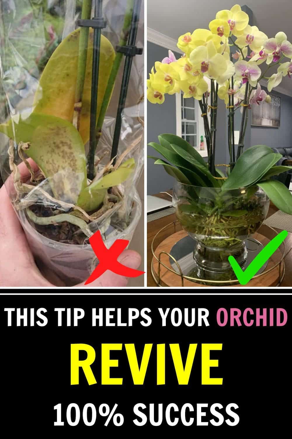 Revive Your Orchid Instantly: The 1-Drop Trick That Restores Any Plant’s Life