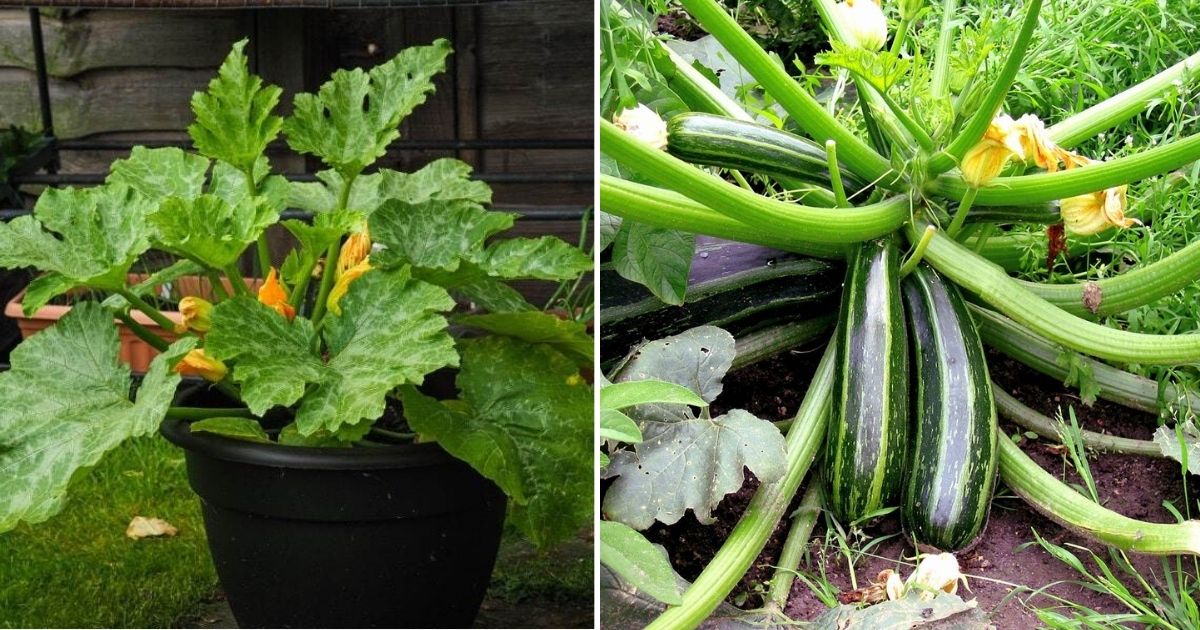 10 Amazing Tips For Growing Delicious And Healthy Zucchini In Pots