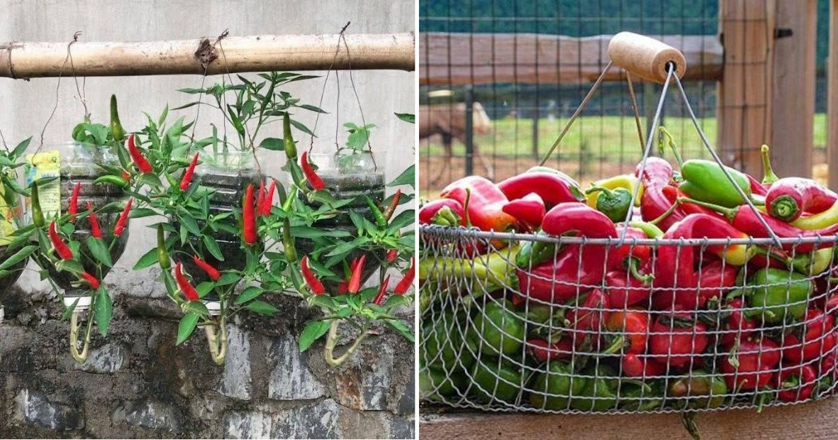 How To Grow Peppers Upside Down At Home With A Variety Of Fruits