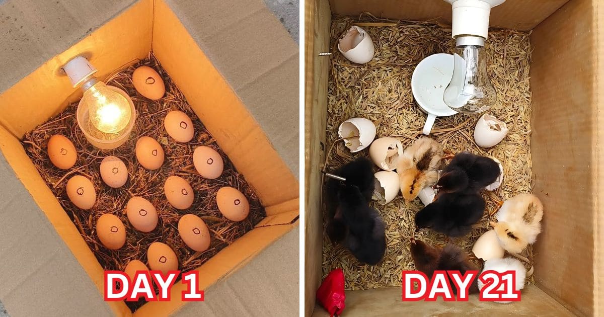 DIY Guide to Making Your Own Incubator: Hatch Eggs at Home Like a Pro