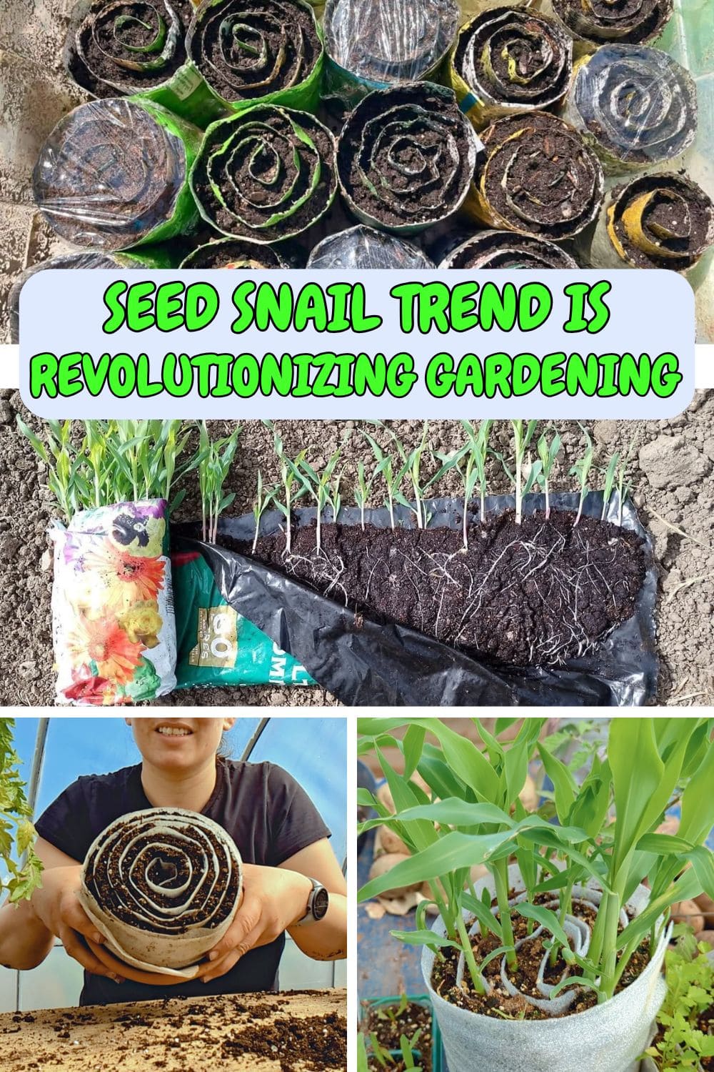 How the Seed Snail Trend Is Revolutionizing Home Gardening How the Seed Snail Trend Is Revolutionizing Home Gardening