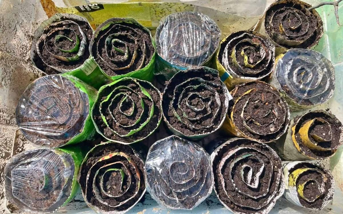 How the Seed Snail Trend Is Revolutionizing Home Gardening How the Seed Snail Trend Is Revolutionizing Home Gardening
