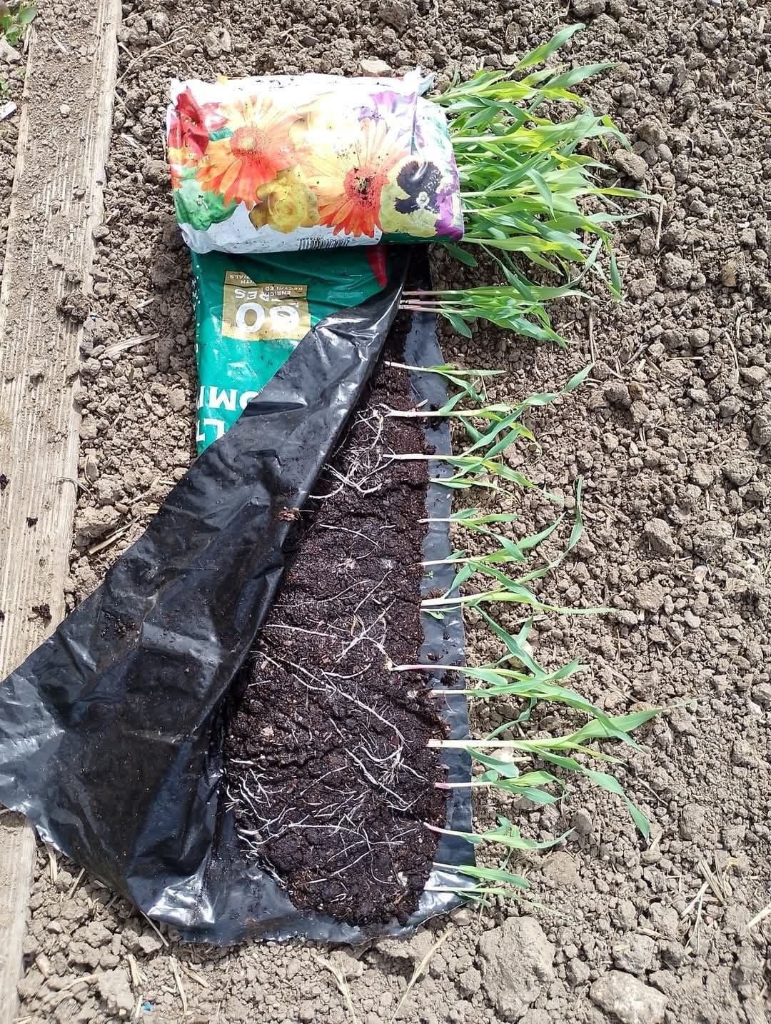 How the Seed Snail Trend Is Revolutionizing Home Gardening How the Seed Snail Trend Is Revolutionizing Home Gardening