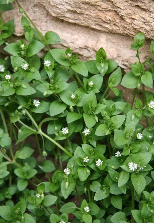 10 Perennial Plants for Chickens So You Can Feed Them for Free, Forever