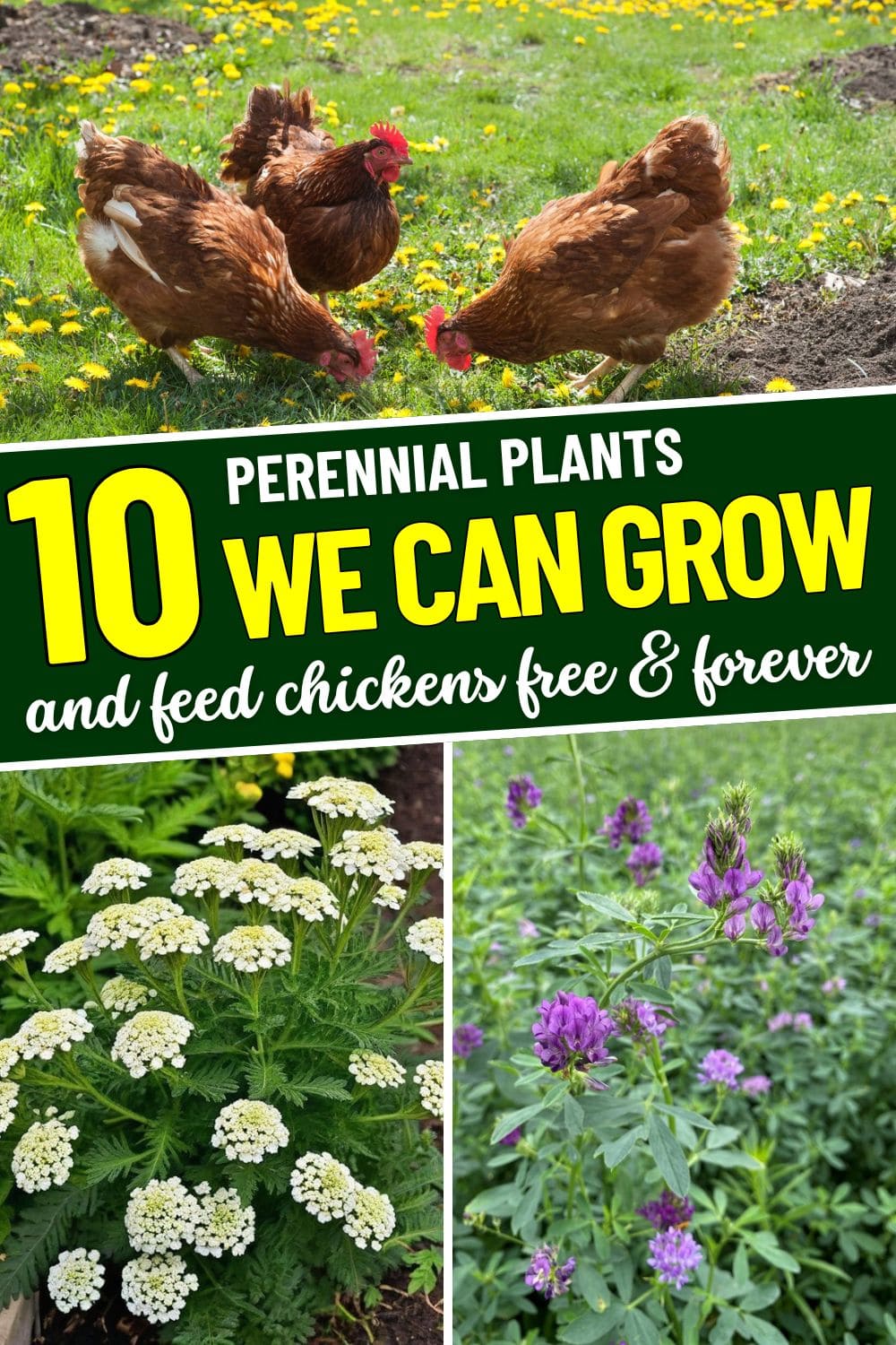 10 Perennial Plants for Chickens So You Can Feed Them for Free, Forever